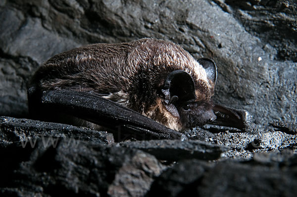 Zweifarbfledermaus (Vespertilio murinus)