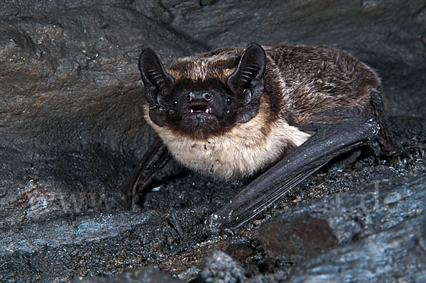 Zweifarbfledermaus (Vespertilio murinus)