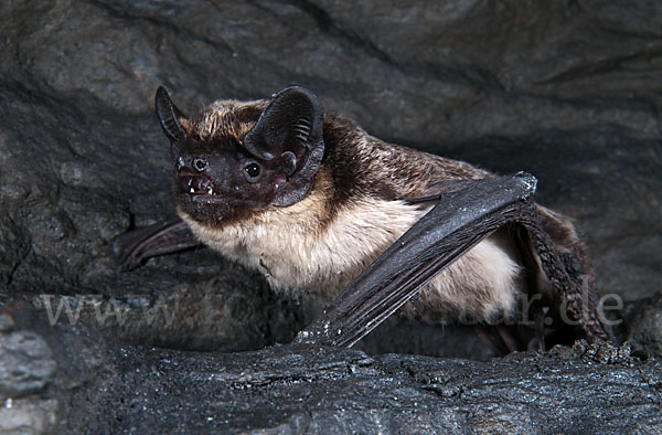 Zweifarbfledermaus (Vespertilio murinus)