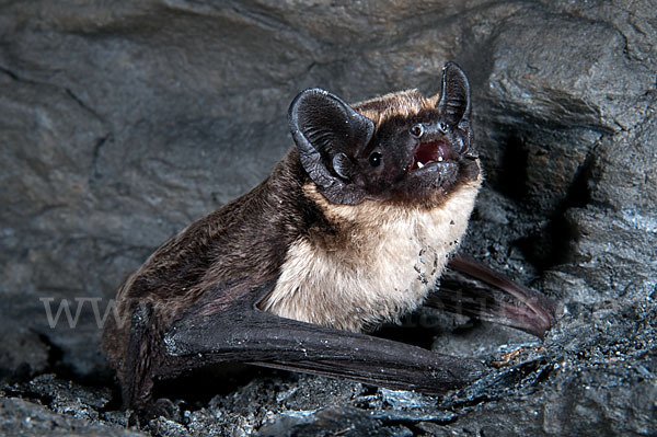 Zweifarbfledermaus (Vespertilio murinus)