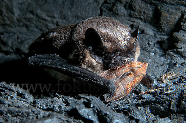 Zweifarbfledermaus (Vespertilio murinus)