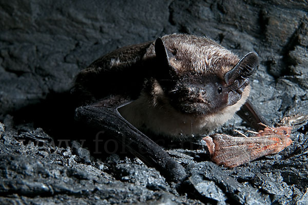 Zweifarbfledermaus (Vespertilio murinus)