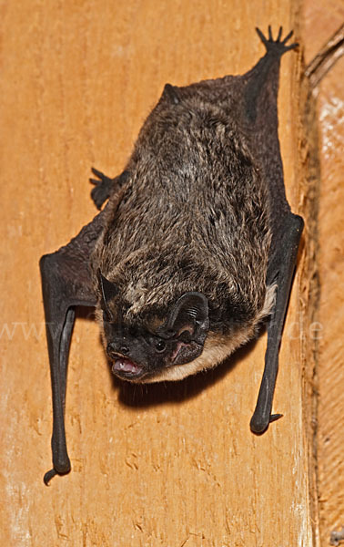 Zweifarbfledermaus (Vespertilio murinus)