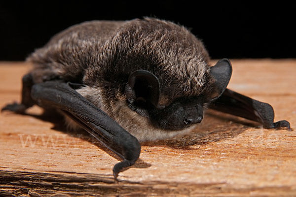 Zweifarbfledermaus (Vespertilio murinus)