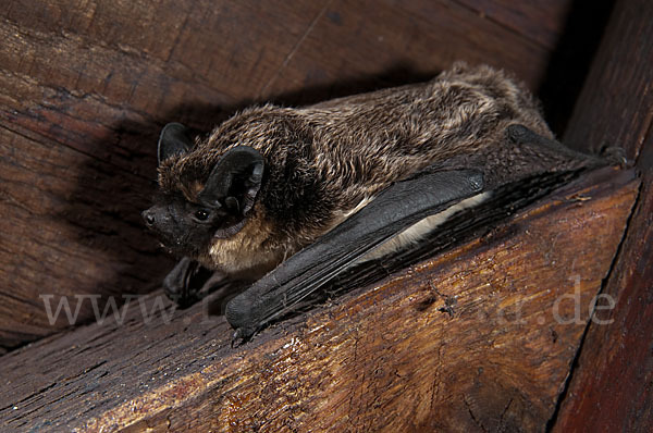 Zweifarbfledermaus (Vespertilio murinus)