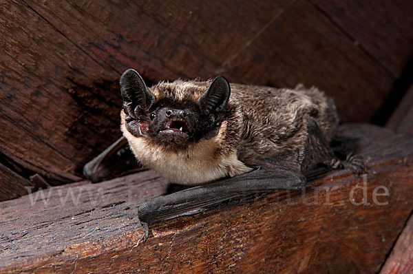 Zweifarbfledermaus (Vespertilio murinus)