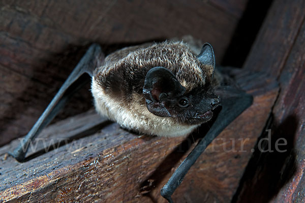 Zweifarbfledermaus (Vespertilio murinus)