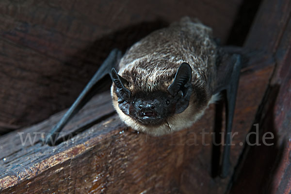 Zweifarbfledermaus (Vespertilio murinus)