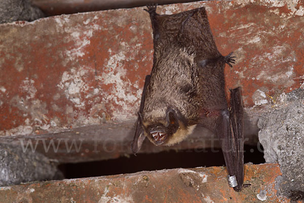 Zweifarbfledermaus (Vespertilio murinus)