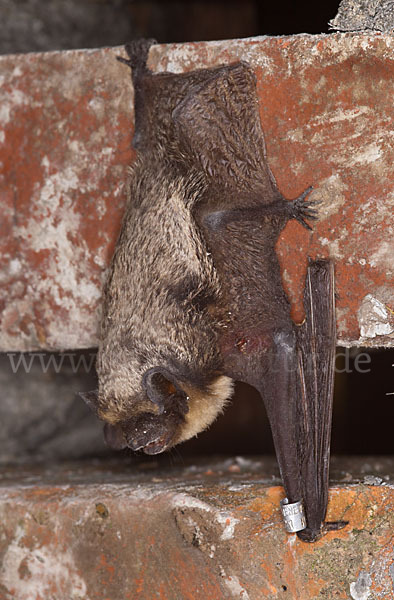 Zweifarbfledermaus (Vespertilio murinus)