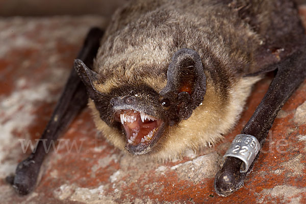 Zweifarbfledermaus (Vespertilio murinus)