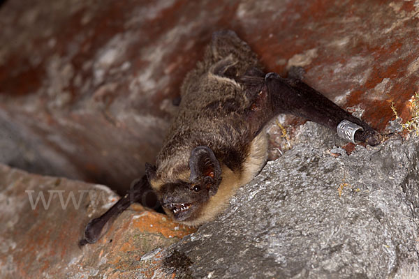 Zweifarbfledermaus (Vespertilio murinus)