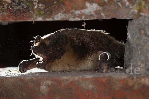 Zweifarbfledermaus (Vespertilio murinus)