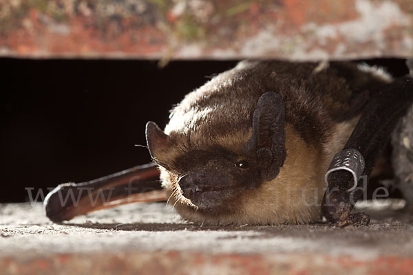 Zweifarbfledermaus (Vespertilio murinus)