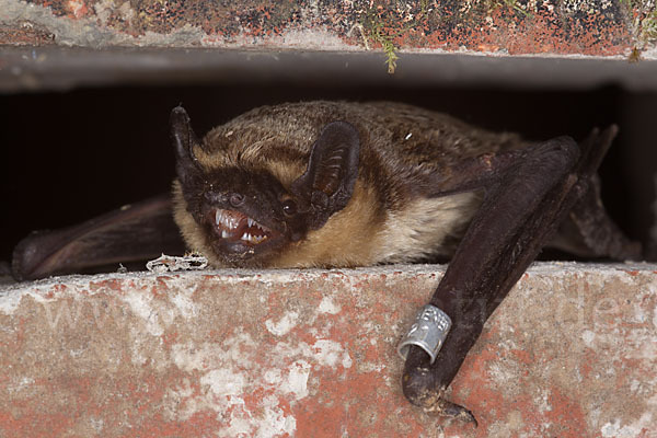 Zweifarbfledermaus (Vespertilio murinus)