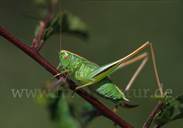 Zweifarbige Beißschrecke (Metrioptera bicolor)