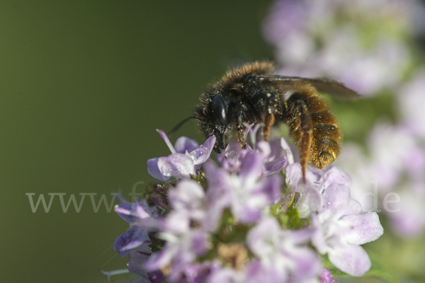 Zweifarbige Schneckenhausbiene (Osmia bicolor)