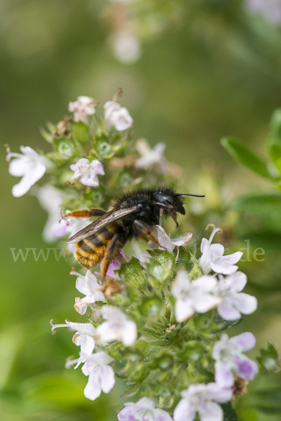 Zweifarbige Schneckenhausbiene (Osmia bicolor)