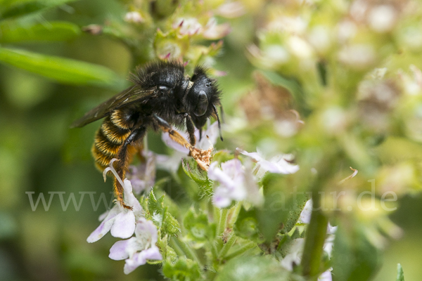 Zweifarbige Schneckenhausbiene (Osmia bicolor)