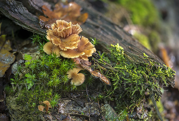 Zweifarbiger Lacktrichterling (Laccaria bicolor)