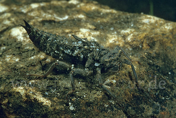 Zweigestreifte Quelljungfer (Cordulegaster boltoni)