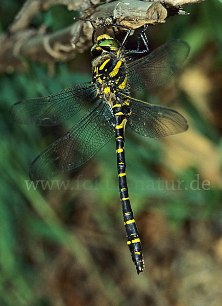 Zweigestreifte Quelljungfer (Cordulegaster boltoni)