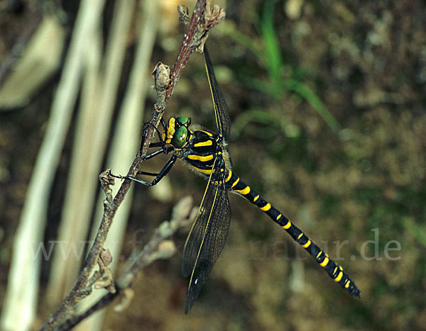 Zweigestreifte Quelljungfer (Cordulegaster boltoni)