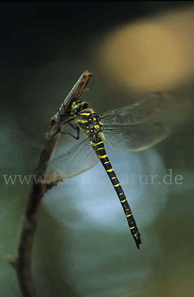 Zweigestreifte Quelljungfer (Cordulegaster boltoni)