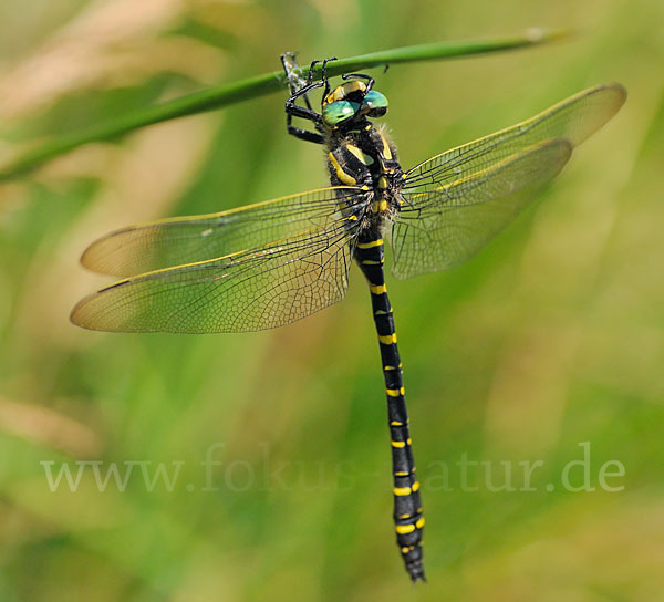 Zweigestreifte Quelljungfer (Cordulegaster boltoni)