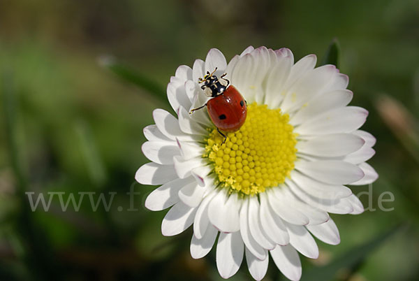 Zweipunkt-Marienkäfer (Adalia bipunctata)