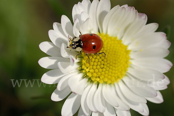 Zweipunkt-Marienkäfer (Adalia bipunctata)