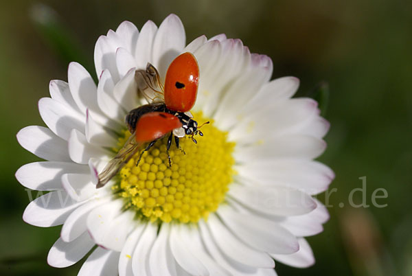 Zweipunkt-Marienkäfer (Adalia bipunctata)