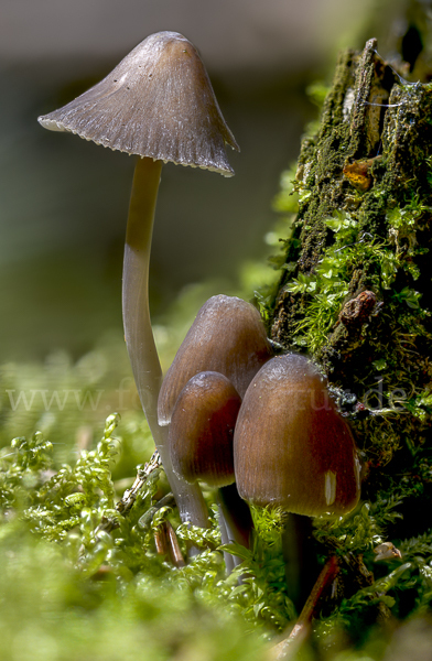 Zweisporiger Nitrat-Helmling (Mycena silvae-nigrae)