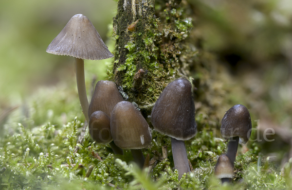 Zweisporiger Nitrat-Helmling (Mycena silvae-nigrae)