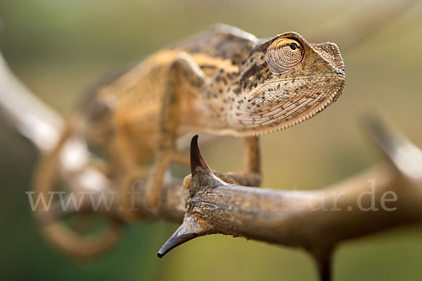 Zweistreifenchamäleon (Trioceros bitaeniatus)