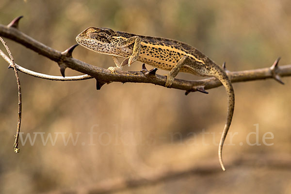 Zweistreifenchamäleon (Trioceros bitaeniatus)