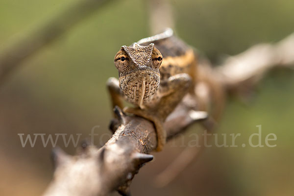 Zweistreifenchamäleon (Trioceros bitaeniatus)