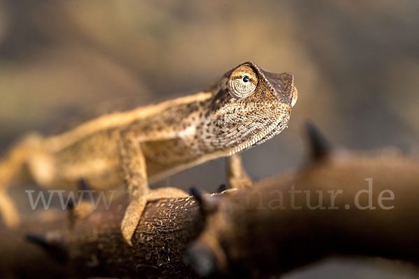 Zweistreifenchamäleon (Trioceros bitaeniatus)