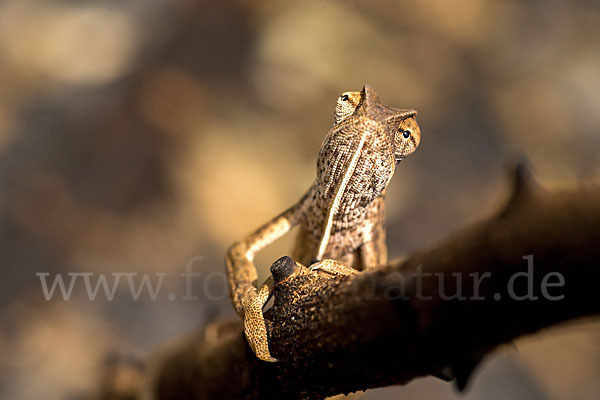 Zweistreifenchamäleon (Trioceros bitaeniatus)