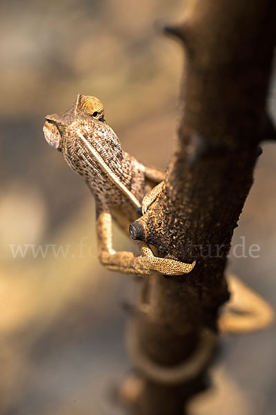 Zweistreifenchamäleon (Trioceros bitaeniatus)