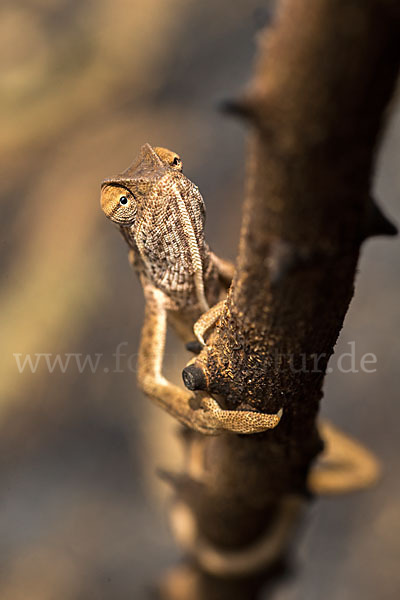 Zweistreifenchamäleon (Trioceros bitaeniatus)