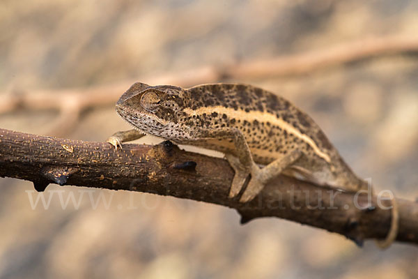 Zweistreifenchamäleon (Trioceros bitaeniatus)