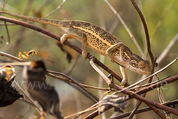 Zweistreifenchamäleon (Trioceros bitaeniatus)