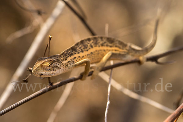 Zweistreifenchamäleon (Trioceros bitaeniatus)