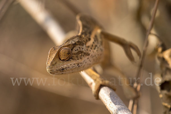 Zweistreifenchamäleon (Trioceros bitaeniatus)