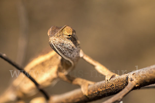 Zweistreifenchamäleon (Trioceros bitaeniatus)