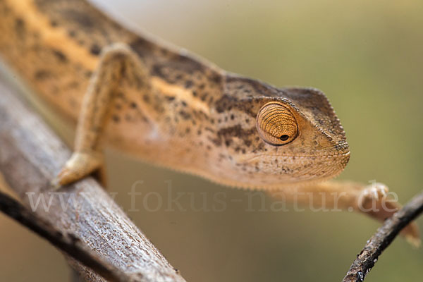 Zweistreifenchamäleon (Trioceros bitaeniatus)