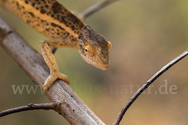 Zweistreifenchamäleon (Trioceros bitaeniatus)