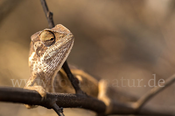 Zweistreifenchamäleon (Trioceros bitaeniatus)