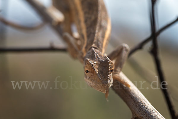 Zweistreifenchamäleon (Trioceros bitaeniatus)